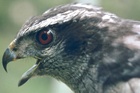 Northen Goshawk adult male