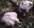 Northen Goshawk chicks