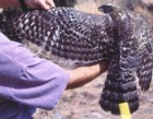 Northern Goshawk immature plumage