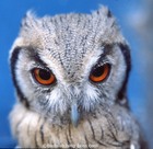 Northern White-faced Owl