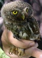 Northern Pygmy Owl