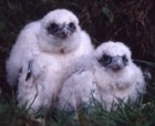 Peregrine Falcon Chicks