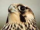 Peregrine Falcon