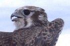 Prairie Falcon
