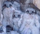 Prairie Falcon chicks