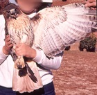 Red-tailed Hawk
