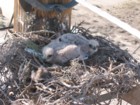 Red-tailed hawk chicks