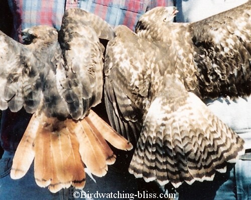 juvenile rough legged hawk