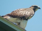 Red-tailed Hawk