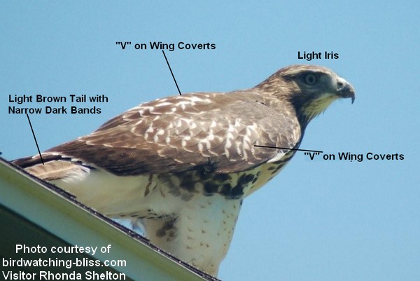 juvenile rough legged hawk