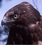 Melanistic Red-tailed hawk.jpg