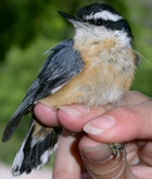 Red-breasted Nuthatch