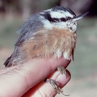 Red-breasted Nuthatch
