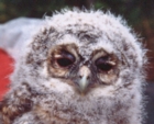 Tawny Owl chick