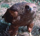 Variable Hawk, Red-backed Hawk