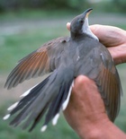 Yellow-billed Cuckoo