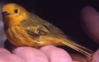 Yellow Warbler