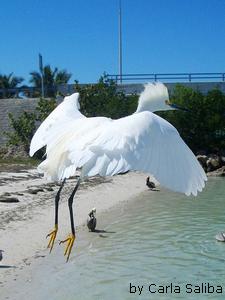 Bird Flight of Snowy Egret