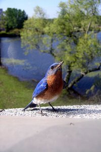 Eastern Bluebird