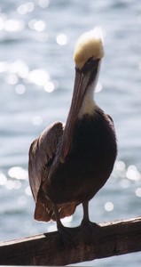 Brown Pelican