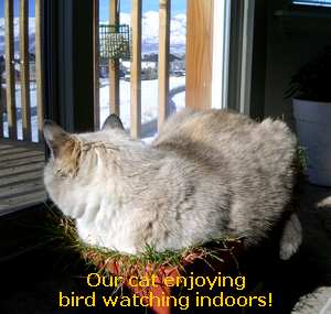 Cats Kill Birds - Keep 'em inside!