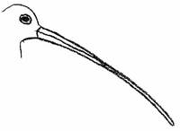 Curlew bill is downcurved for probing