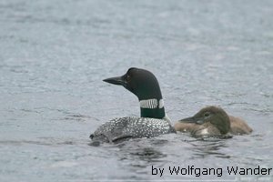 Common Loon