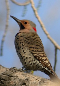 flicker woodpecker flicker woodpecker