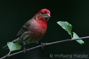 Purple Finch
