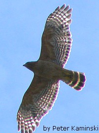 Raptor Migration (Red-shouldered Hawk)
