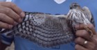 Sharp-shinned hawk