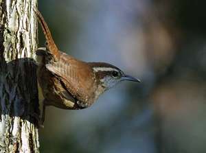 South Carolina State Bird - Carolina Wren
